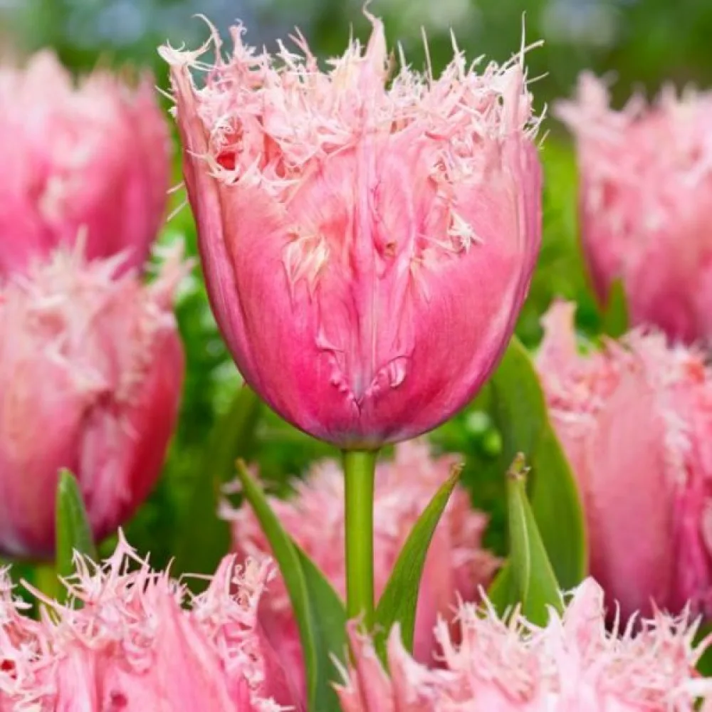 Tulipan Paleis Het Loo (kremowy)