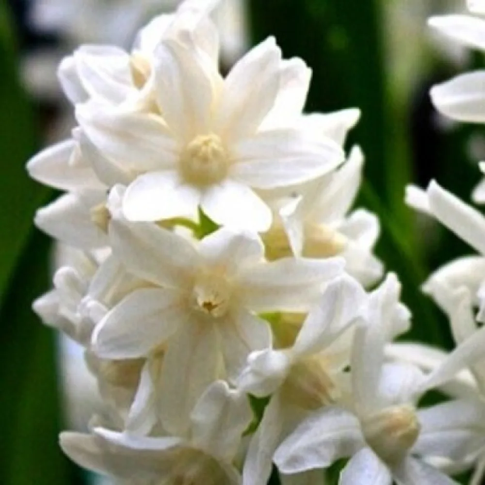 Puszkinia alba (biała)
