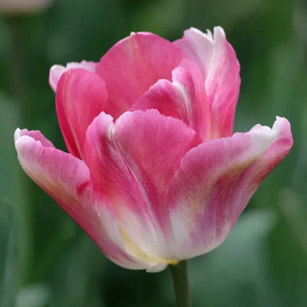 Tulipan Dynasty (różowy)