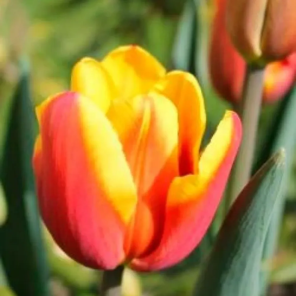 Tulipan Denmark (czerwony)