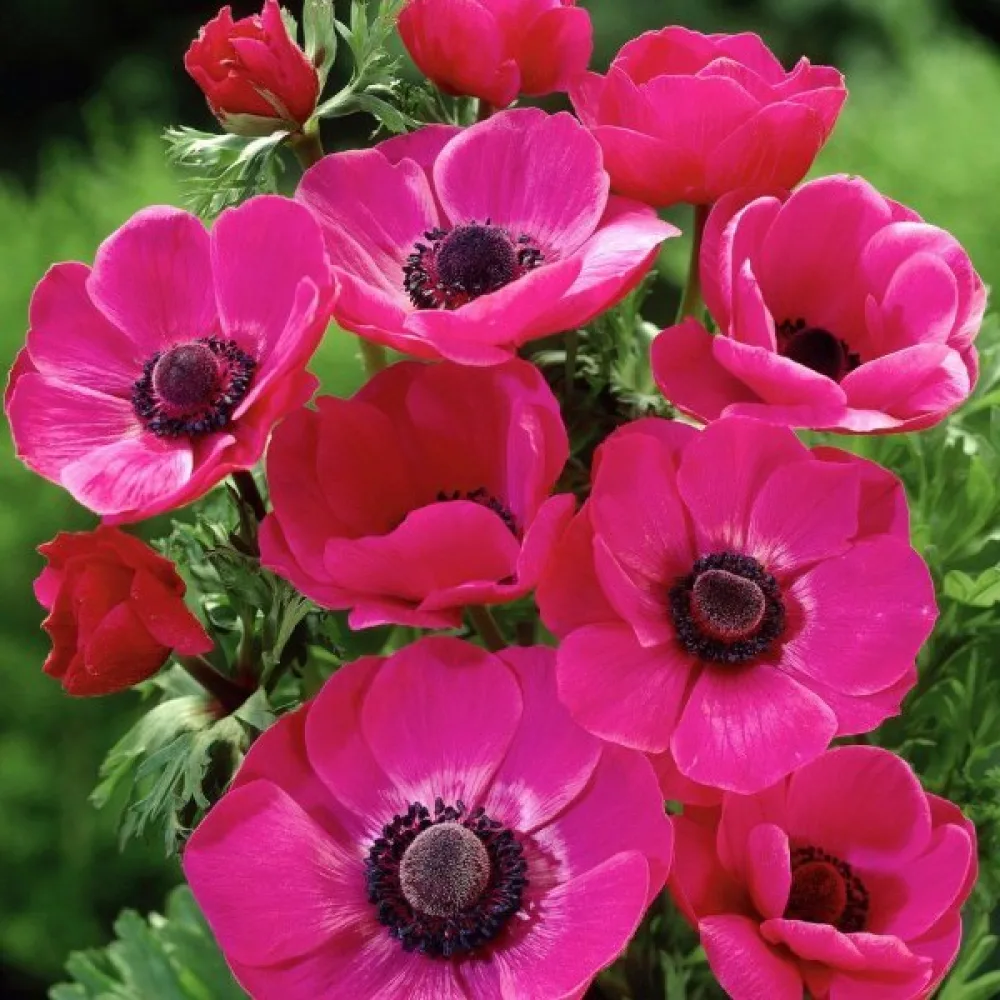 Zawilec Sylphide de Caen Pink (różowy)