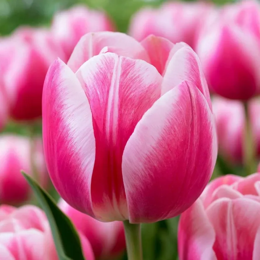 Tulipan Mata Hari (kremowy)