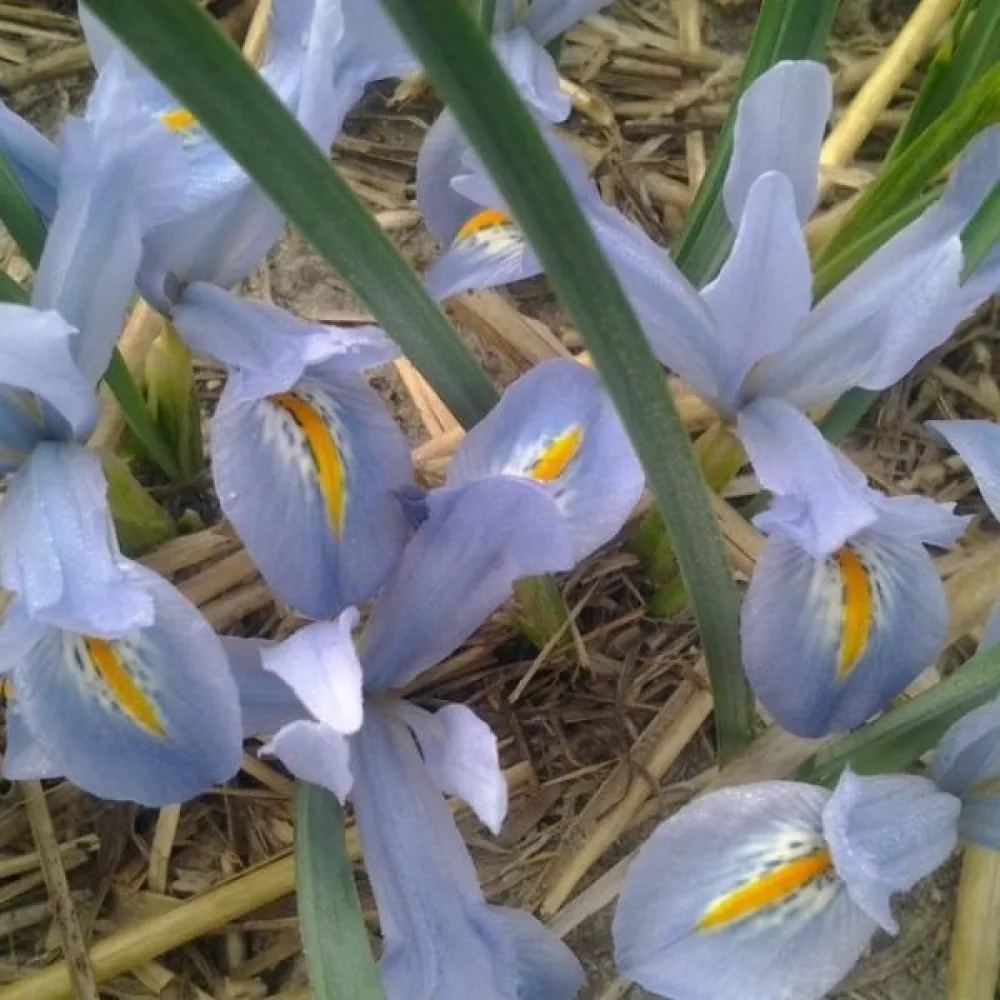 Irys BLUE PLANET