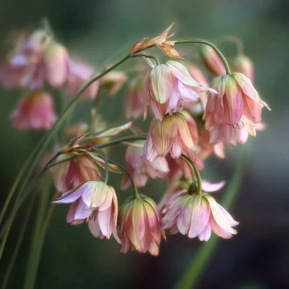 Czosnek bułgarski, kremowy (siculum ssp bulgaricum)