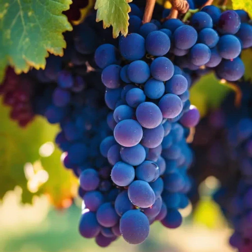 Winorośl odmiana Syrah – wcześnie dojrzewająca