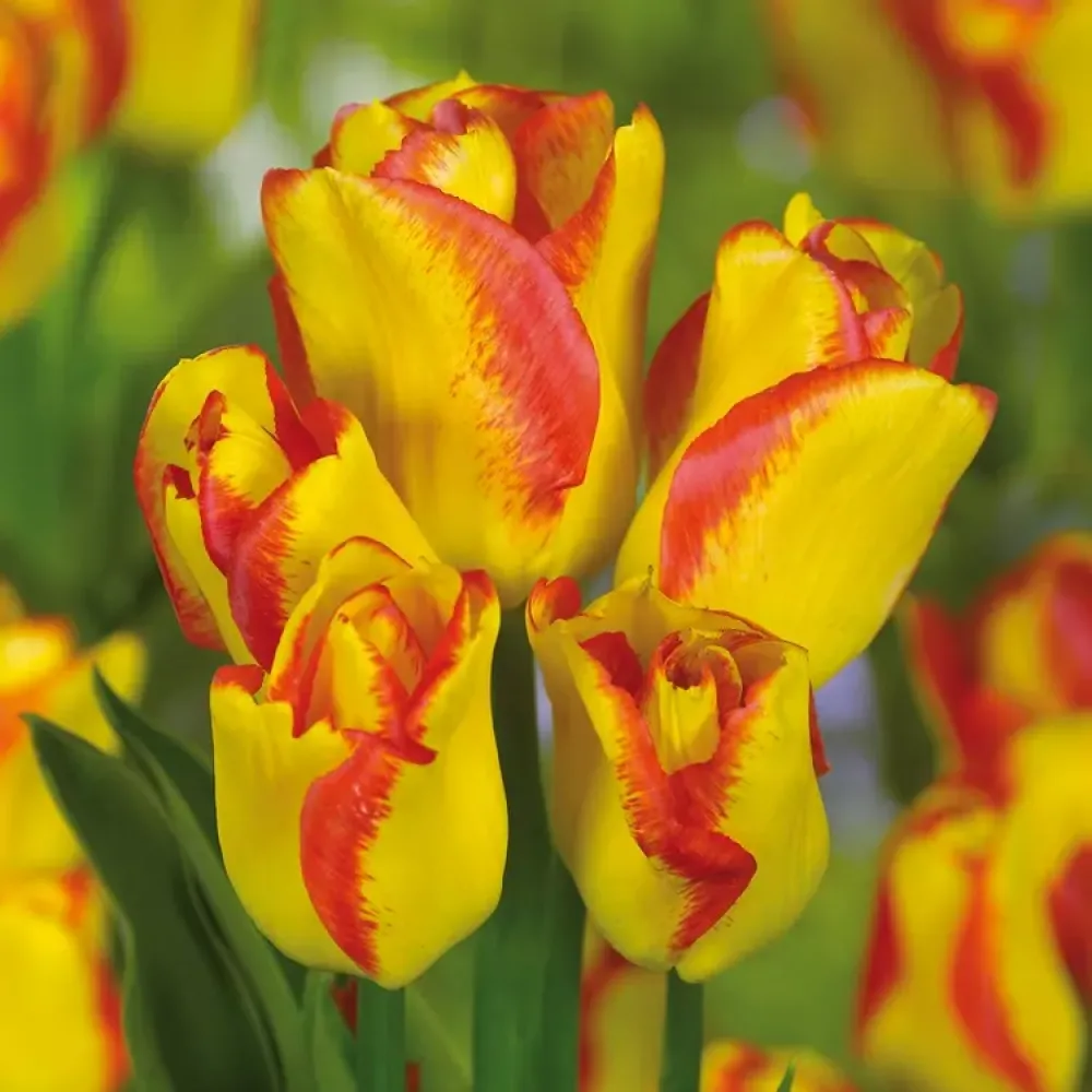 Tulipan Outbreak (pomarańczowy)
