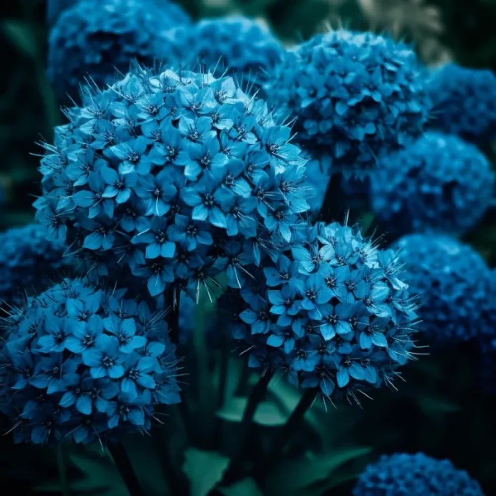 Czosnek ozdobny CAERULEUM (AZUREUM) – lazurowy