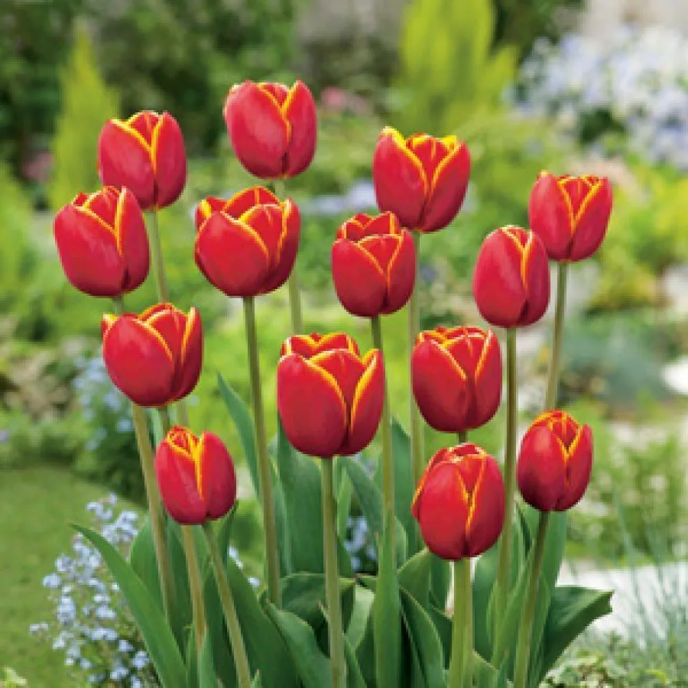 Tulipan Verandi (czerwony)