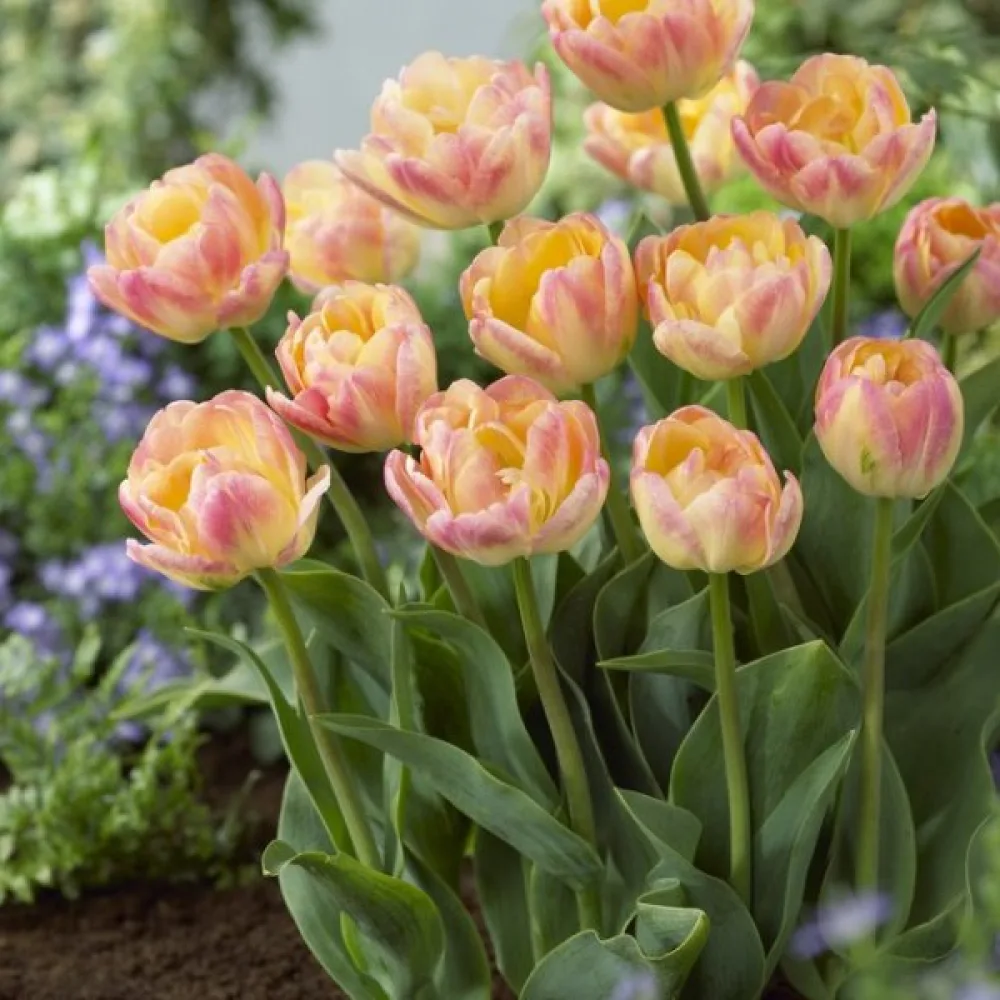Tulipan Creme Upstar (kremowy)