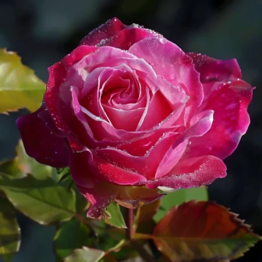 Róża Dancing Petal – z gołym korzeniem