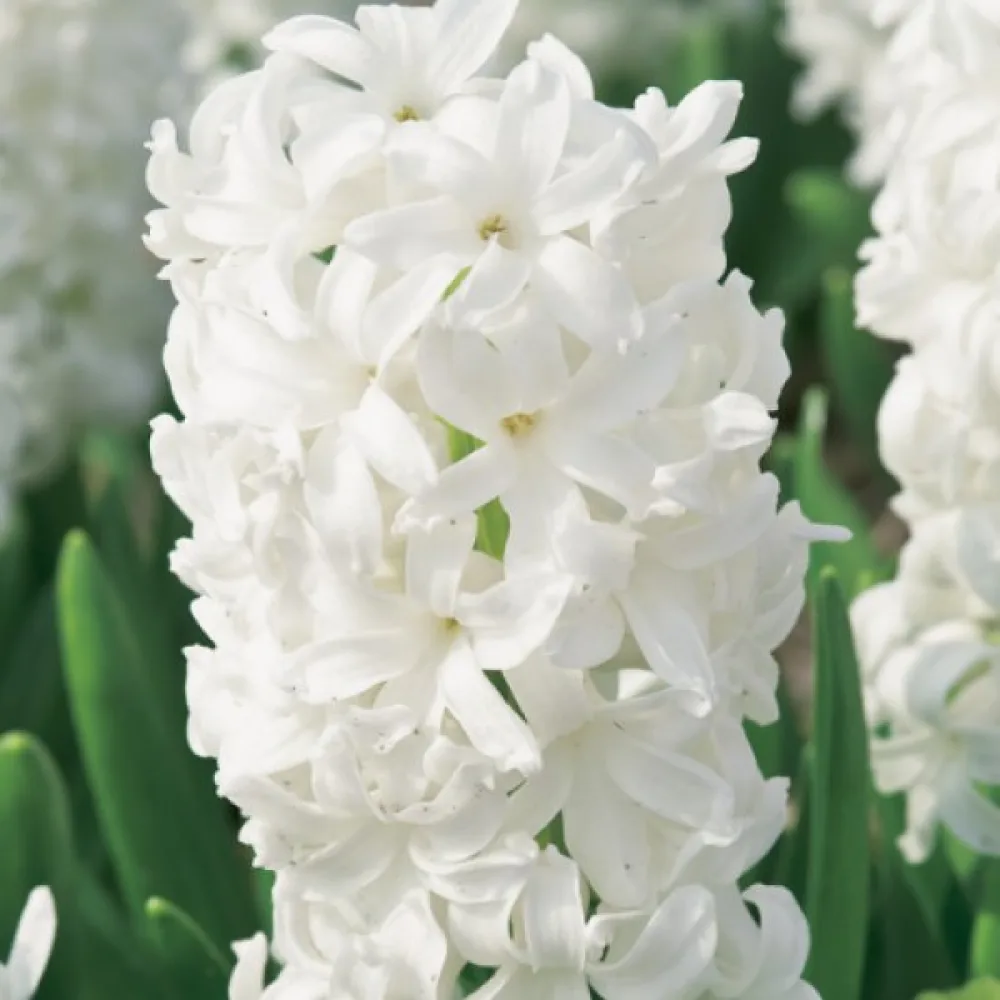Hiacynt White Pearl (biały)