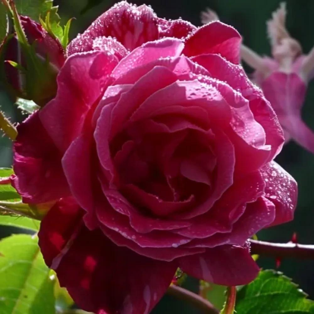 Róża Dancing Petal – z gołym korzeniem