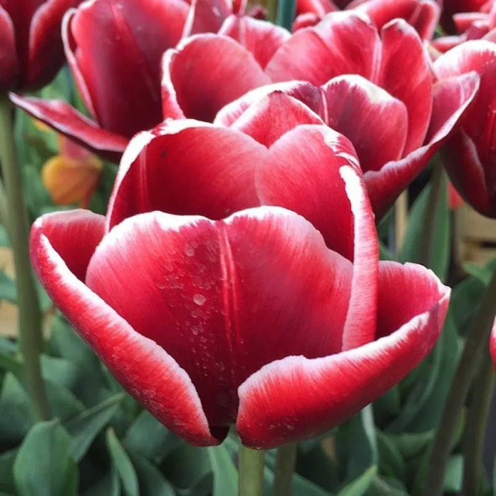 Tulipan Armani (winny)