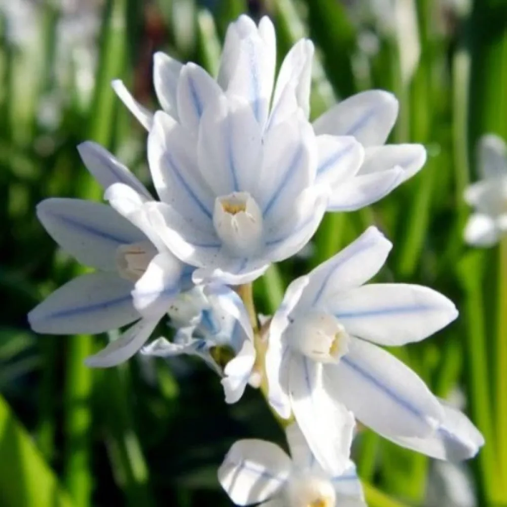 Puszkinia scilloides var. libanotica (niebieska)