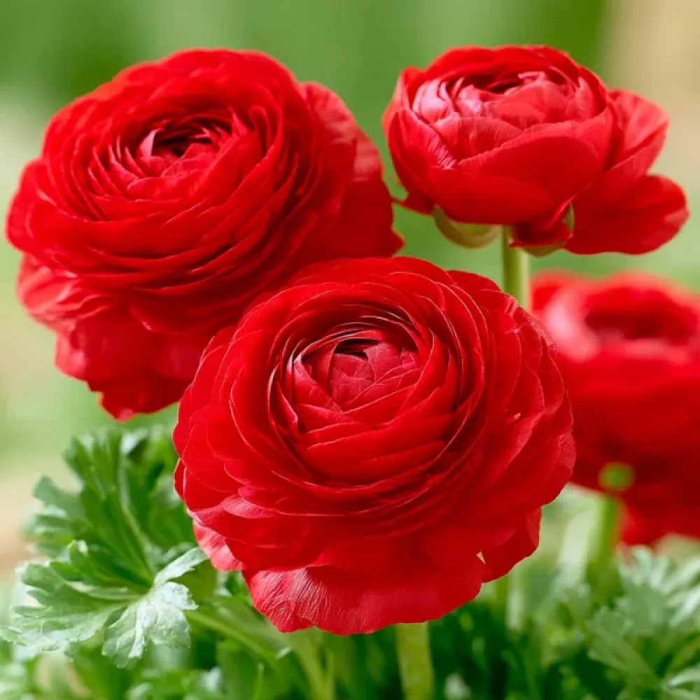 Jaskier Red Tomer (czerwony)