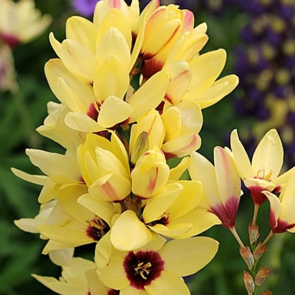 Iksja YELLOW EMPEROR
