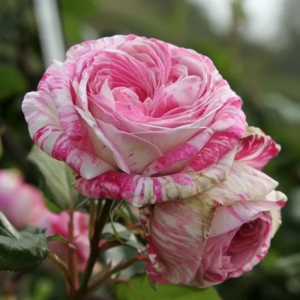 Róża Floral Whirl – z gołym korzeniem