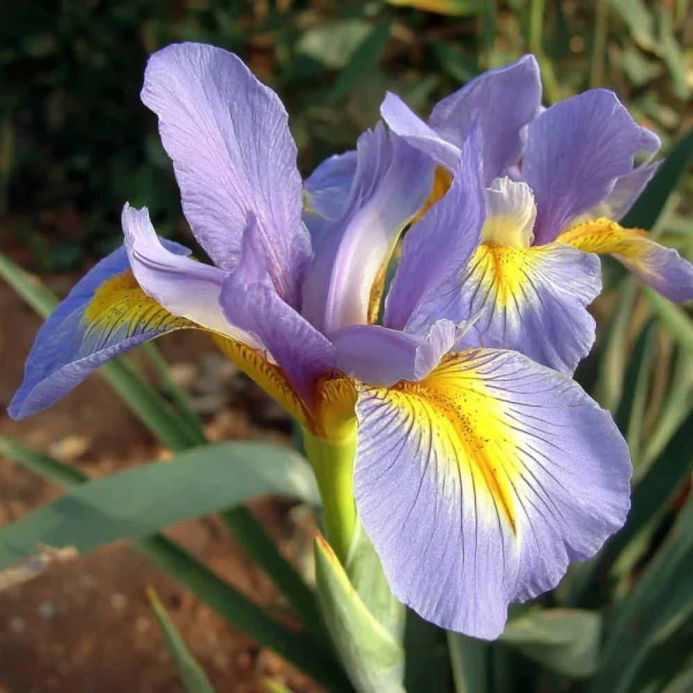 Irys King Mauve (fioletowy)