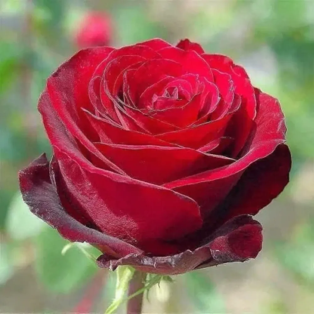 Róża Ruby Eternity Rose – z gołym korzeniem