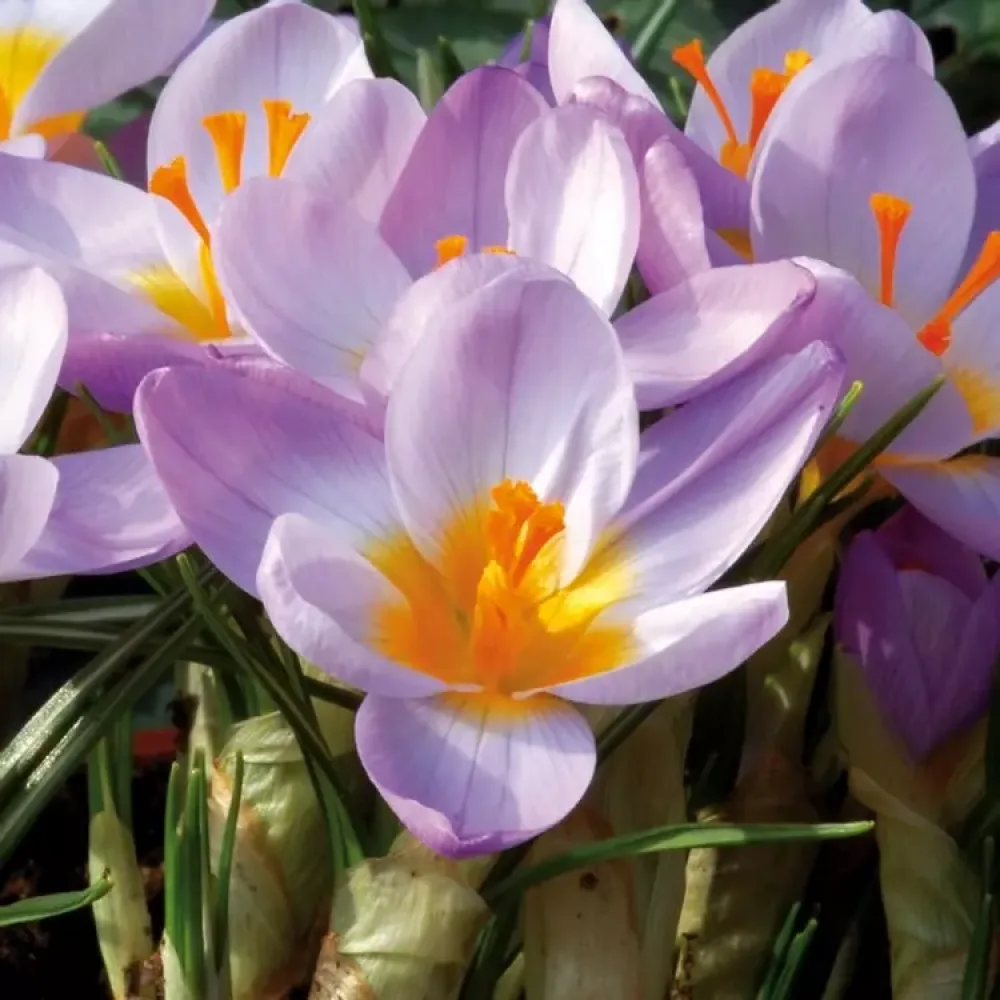 Krokus Firefly (fioletowy)