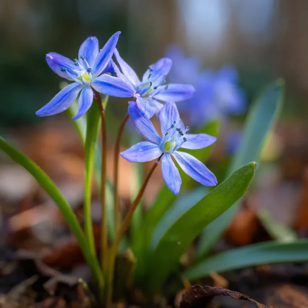 Cebulica dwulistna bifolia Blue (niebieska)