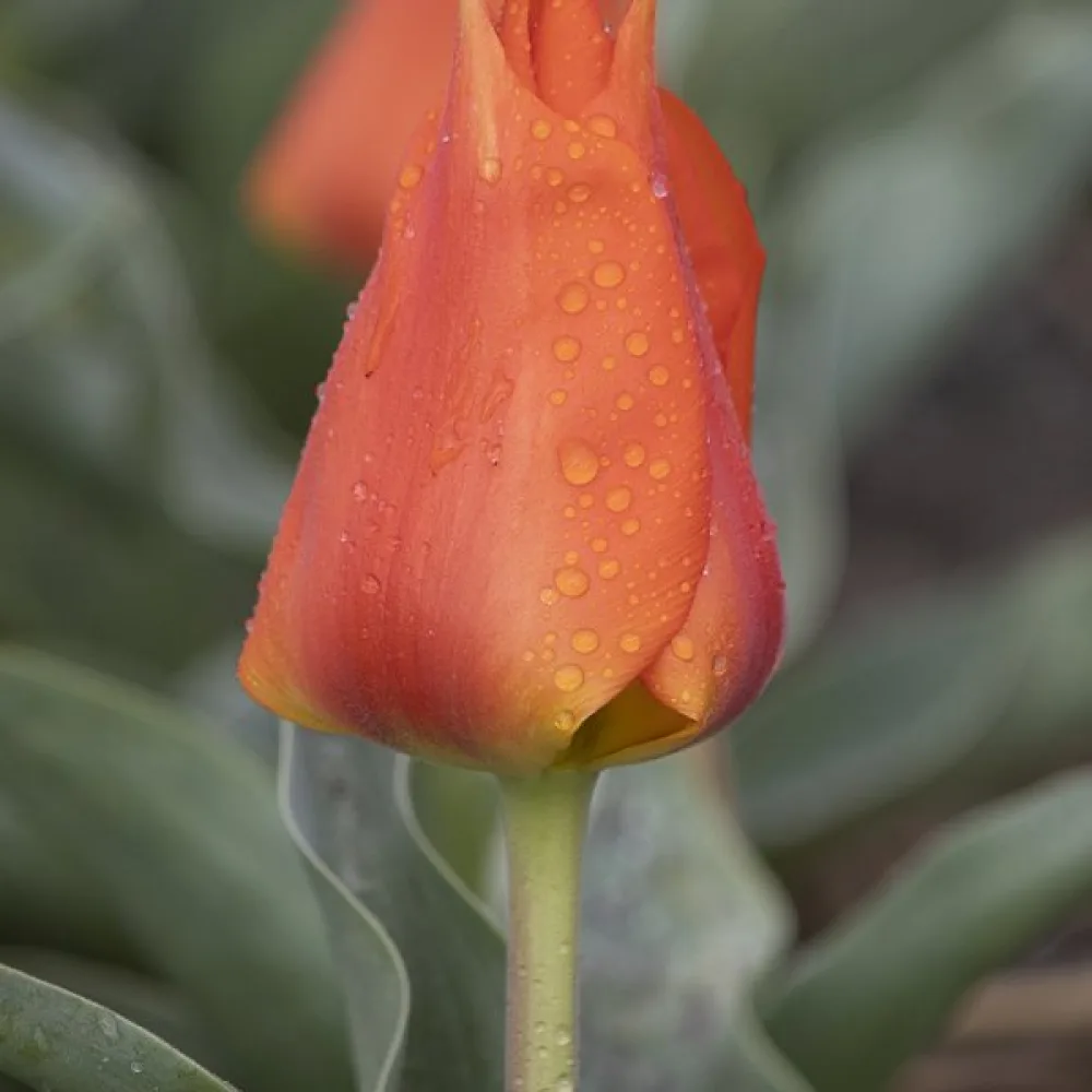 Tulipan Miramare (pomarańczowy)