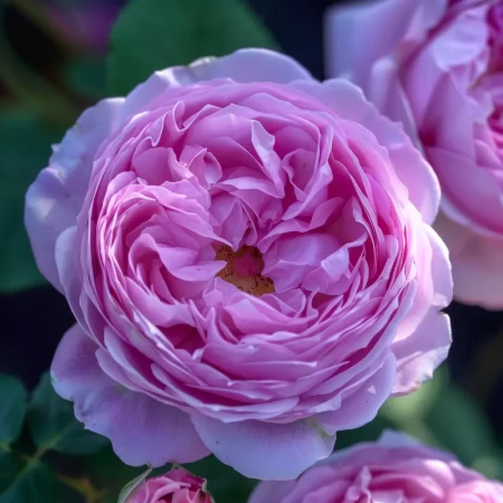 Róża Pink Magic – z gołym korzeniem