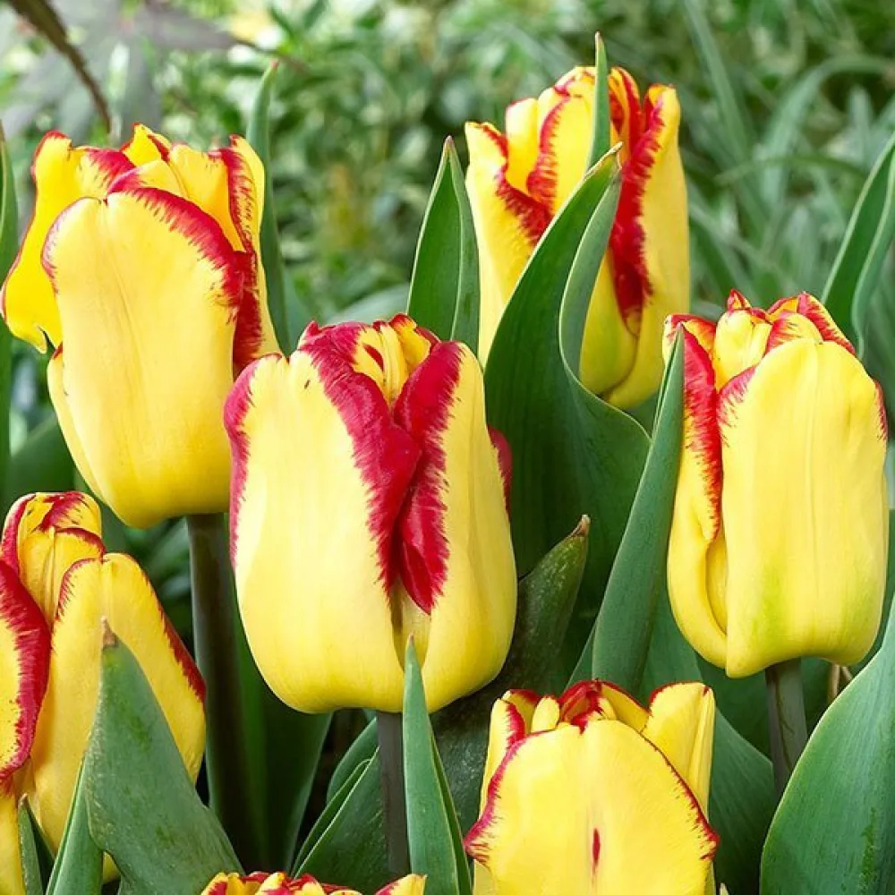 Tulipan Cape town (czerwony)