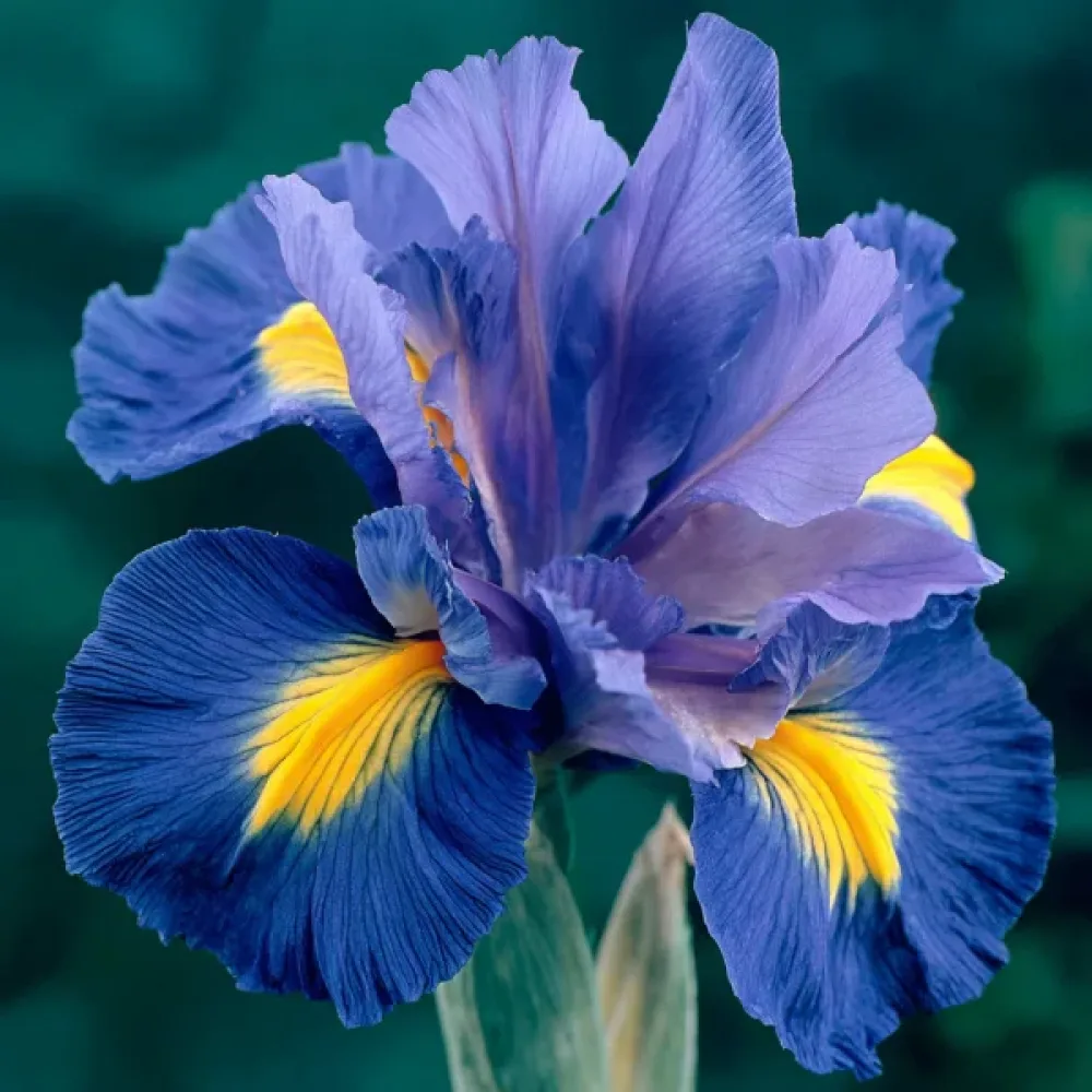 Irys Sapphire Beauty (niebieski)