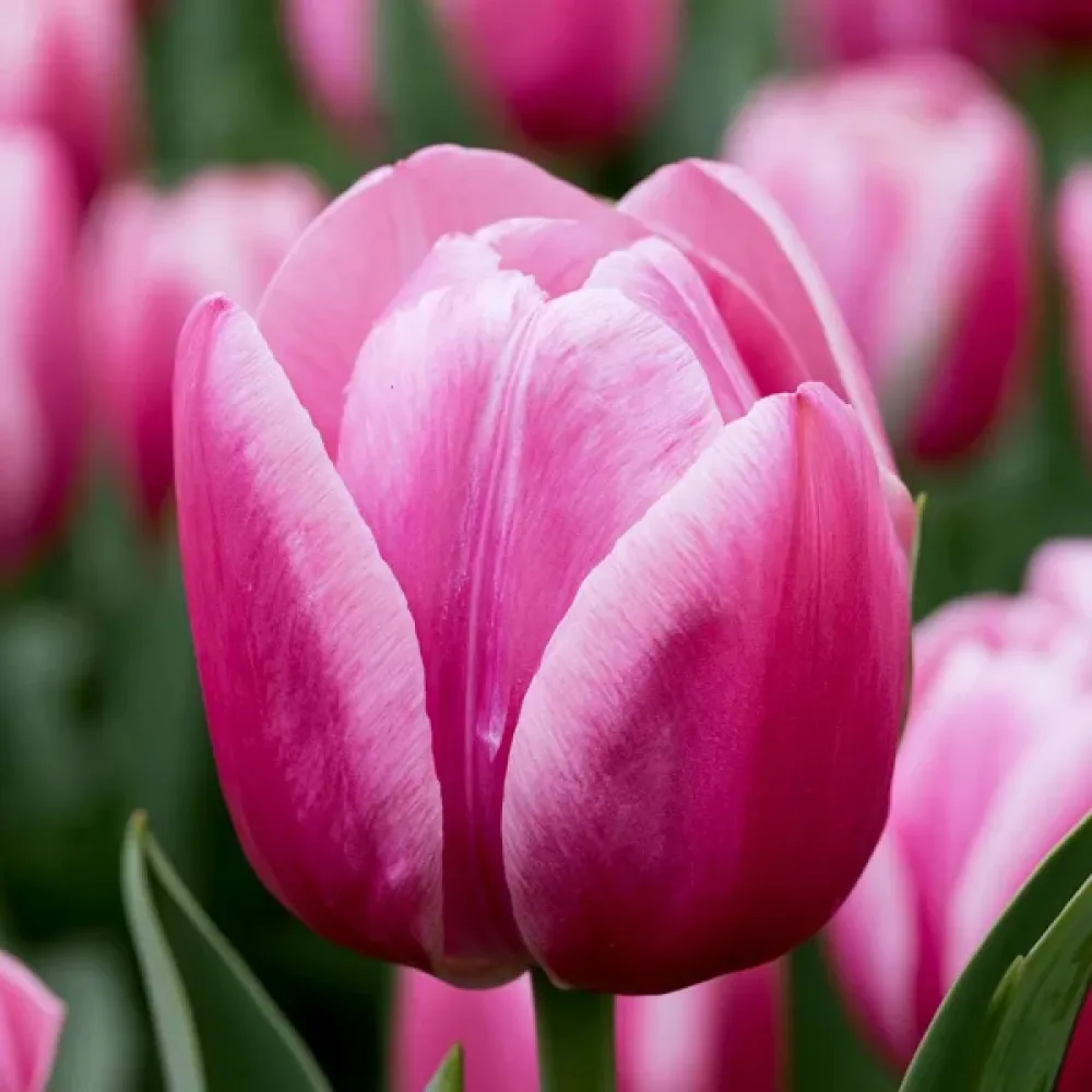 Tulipan Royal Ten (różowy)
