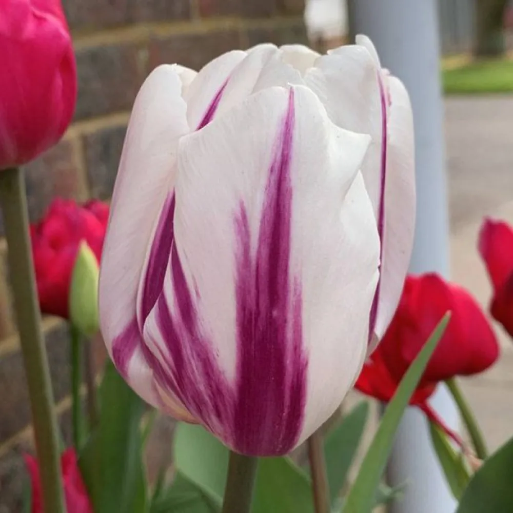 Tulipan Happy Feet (zielony)