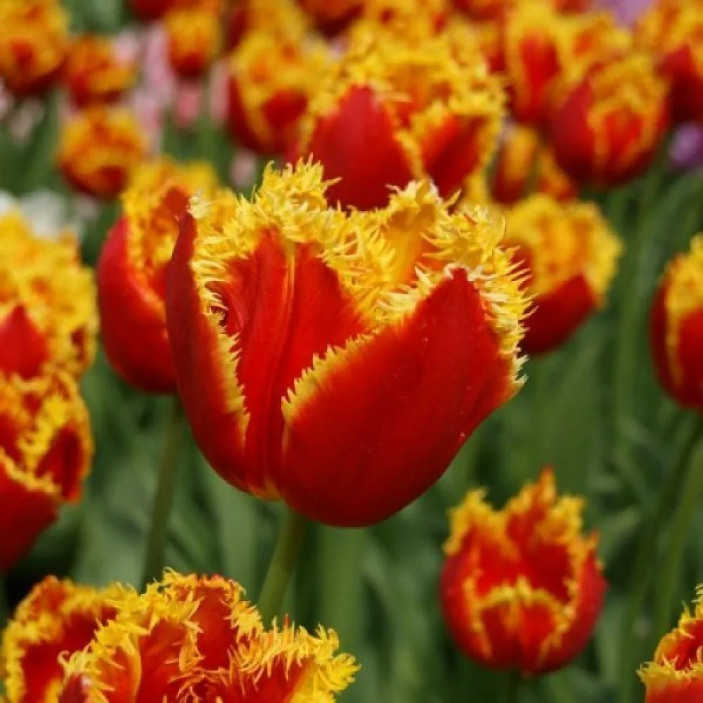 Tulipan Davenport (żółty)