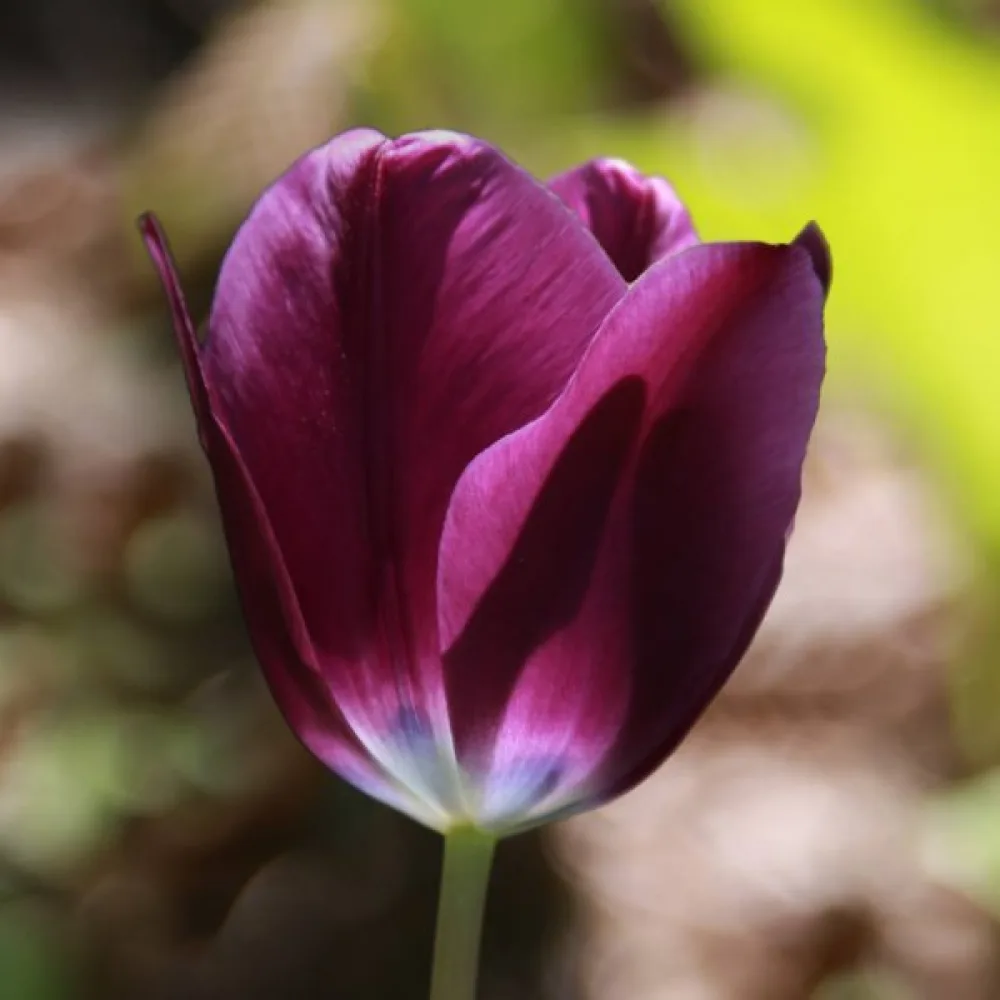 Tulipan Kansas Proud (fioletowy)