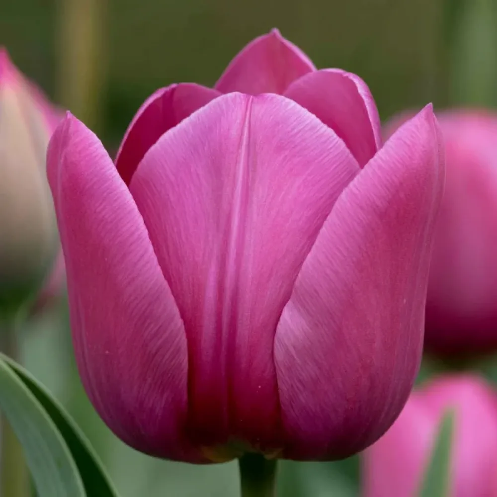 Tulipan Roeska Rimini (fioletowy)