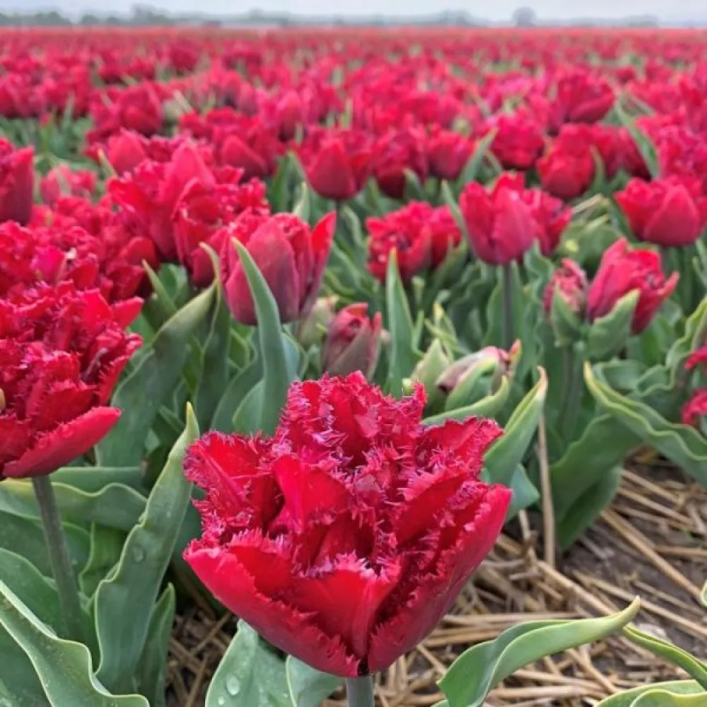 Tulipan Cranberry thistle (czerwony)