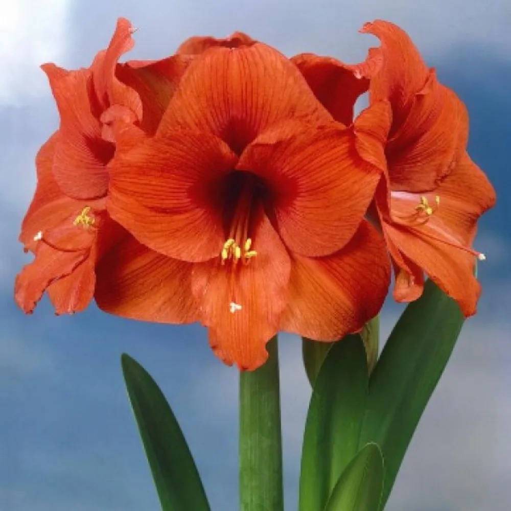 Amarylis ORANGE SOUVEREIGN (pomarańczowy)