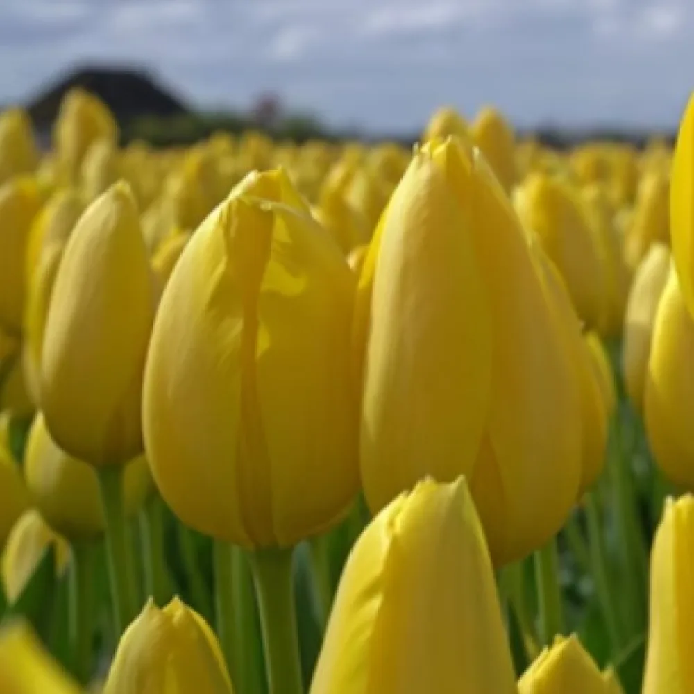 Tulipan Muscadet (żółty)