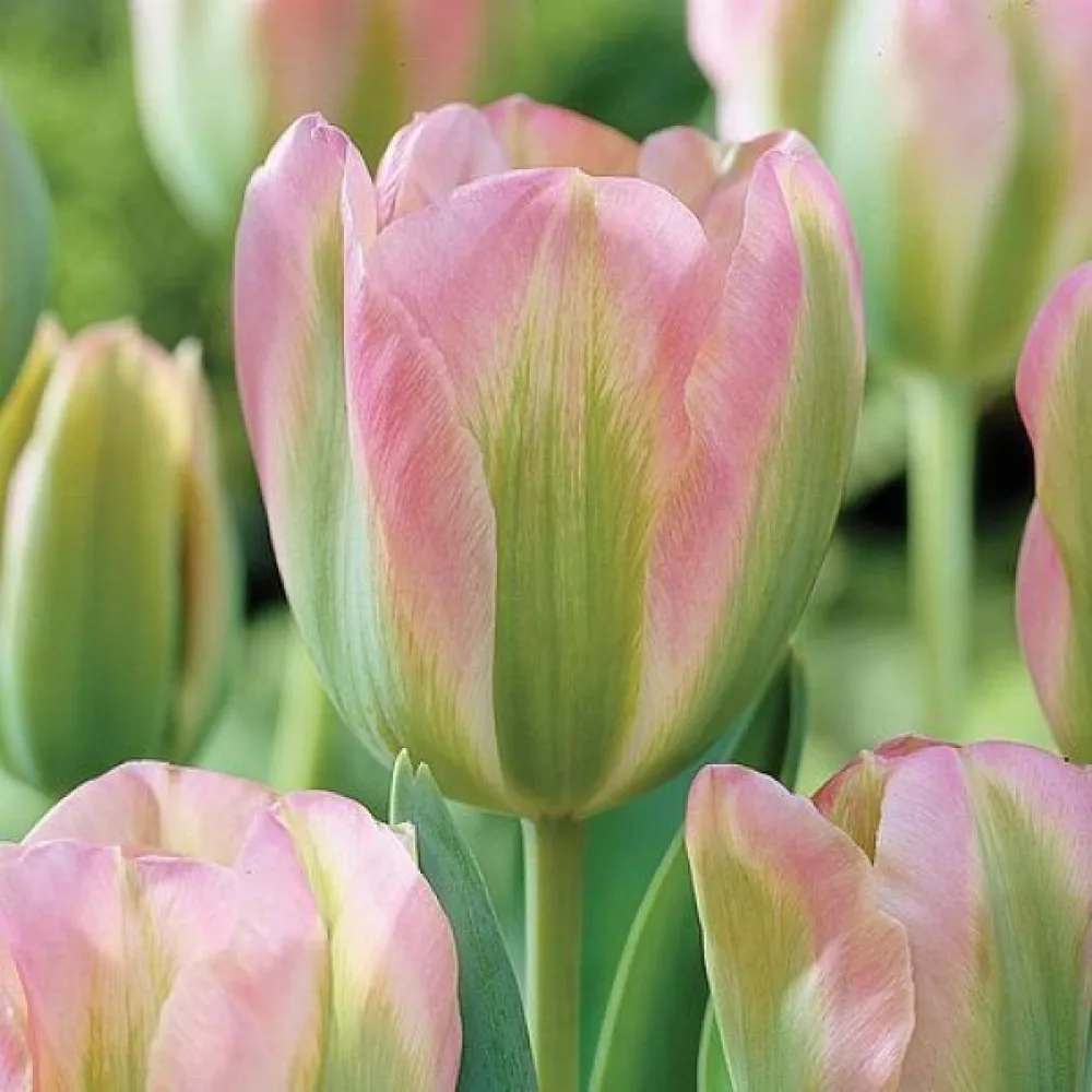 Tulipan Groenland (zielony)