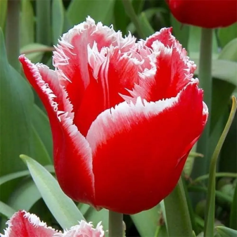 Tulipan Canasta (czerwony)