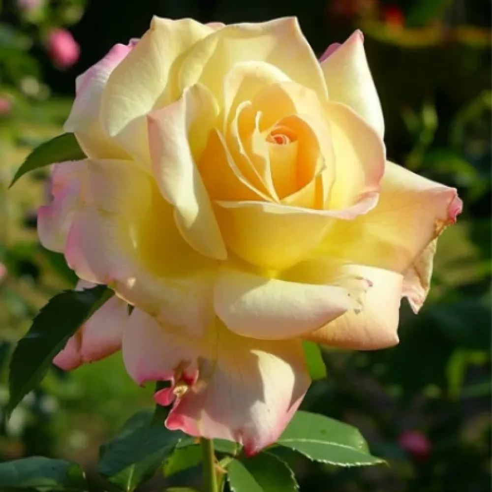 Róża Golden Rose Dream – z gołym korzeniem