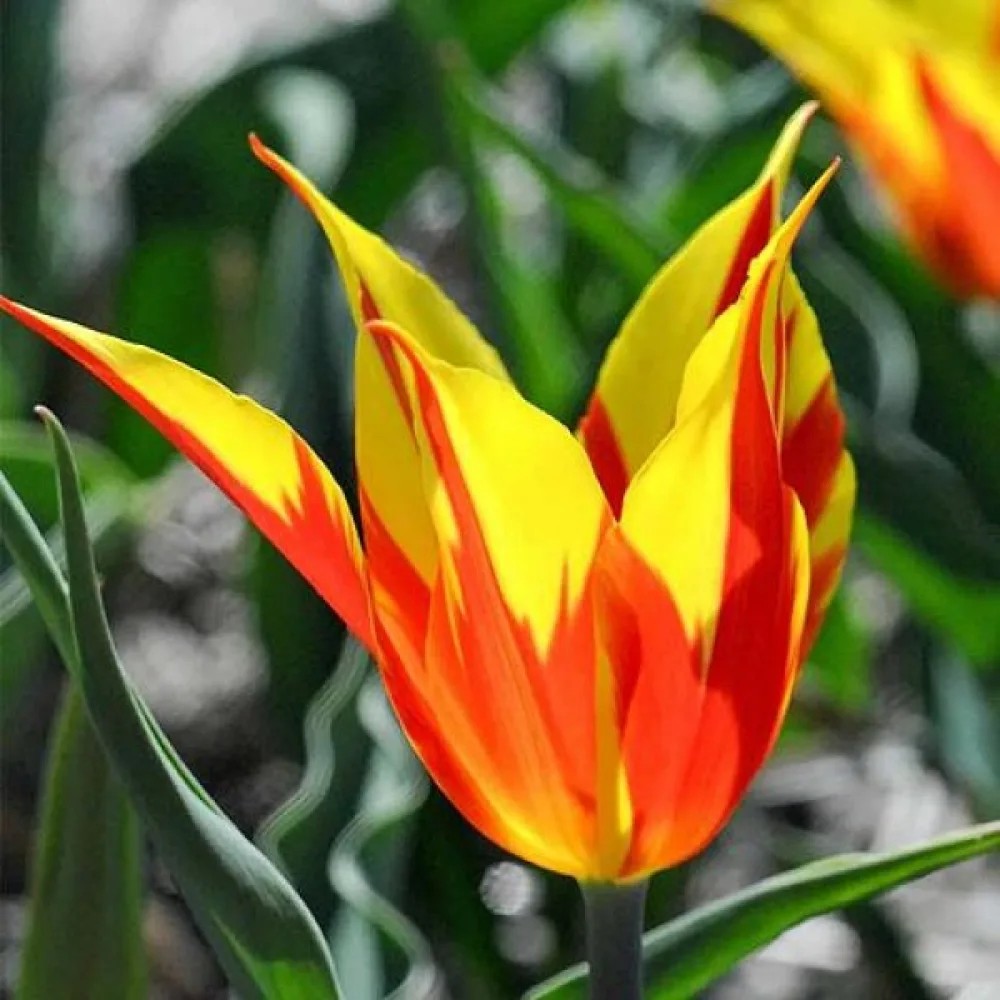 Tulipan Fire Wings