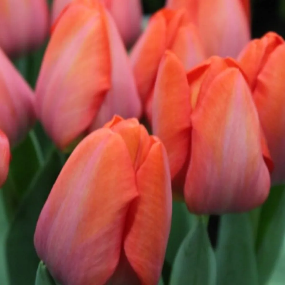 Tulipan Orange Van Eijk (pomarańczowy)