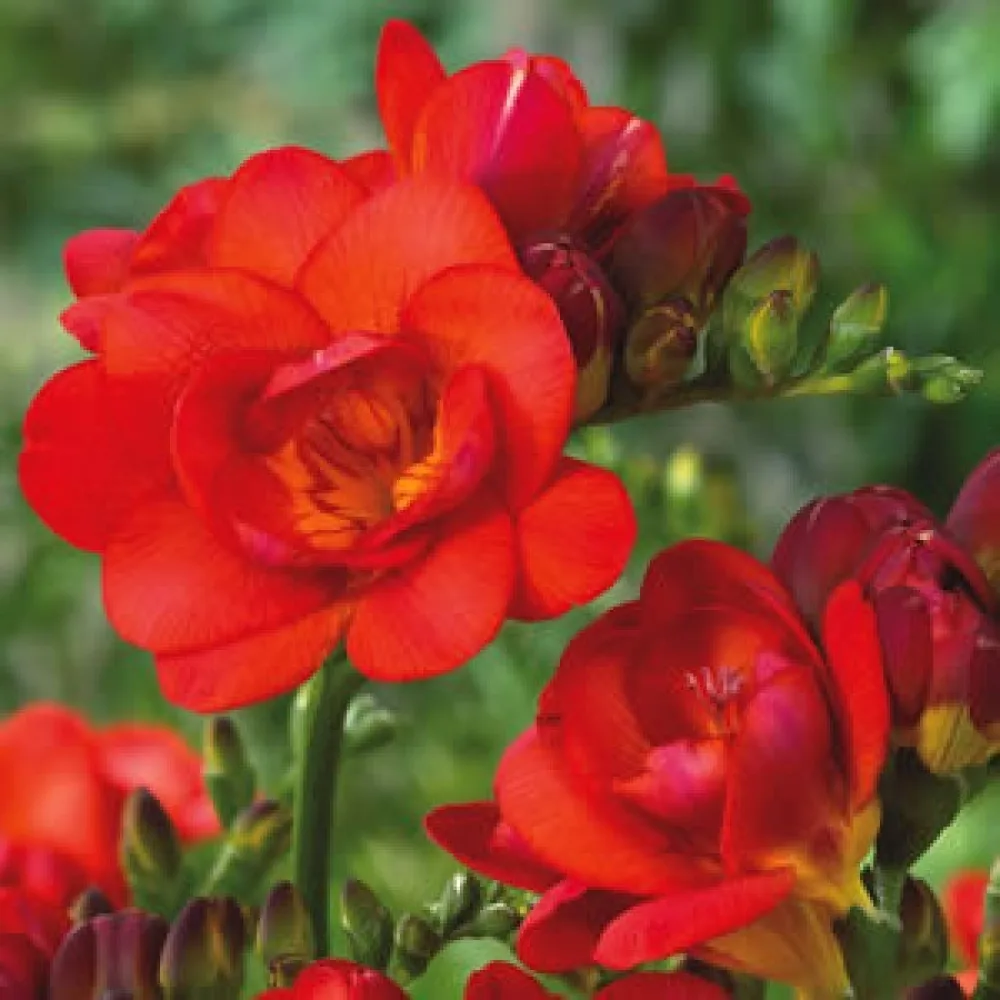 Frezja Double red (czerwona, pełna)