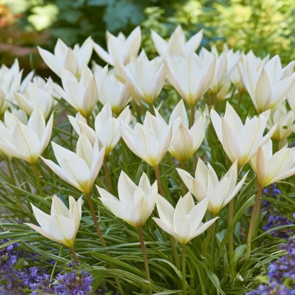 Tulipan Sylvia Clusiana (winny)