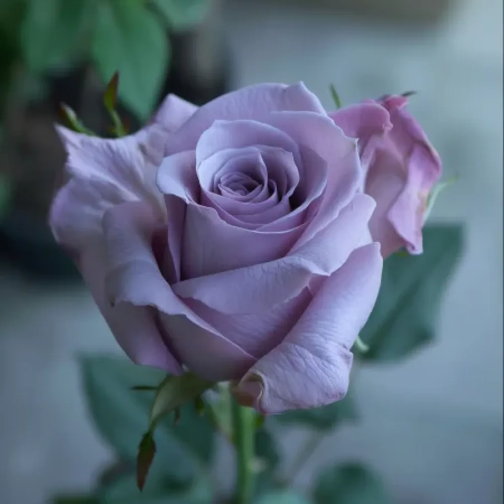 Róża Blooming Symphony – z gołym korzeniem