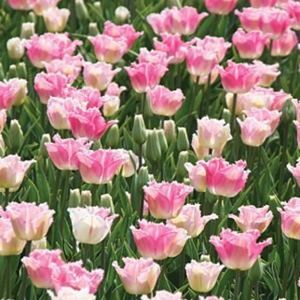 Tulipan Izumi (różowy)