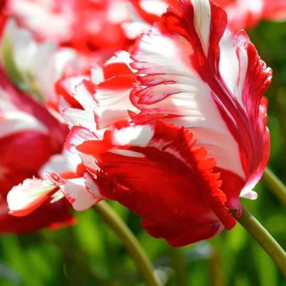 Tulipan Estella Rijnveld (pstry)