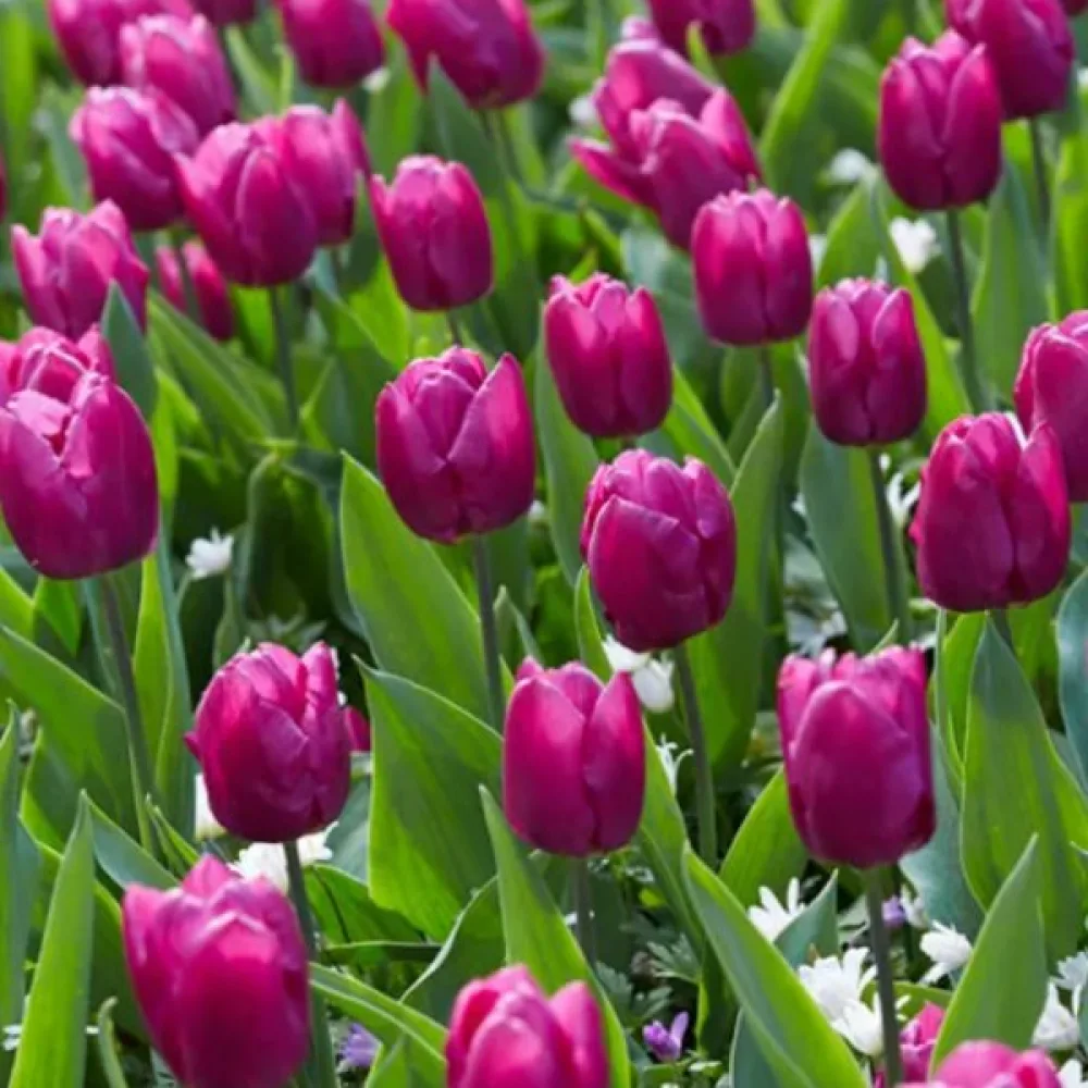 Tulipan Purple Prince (fioletowy)