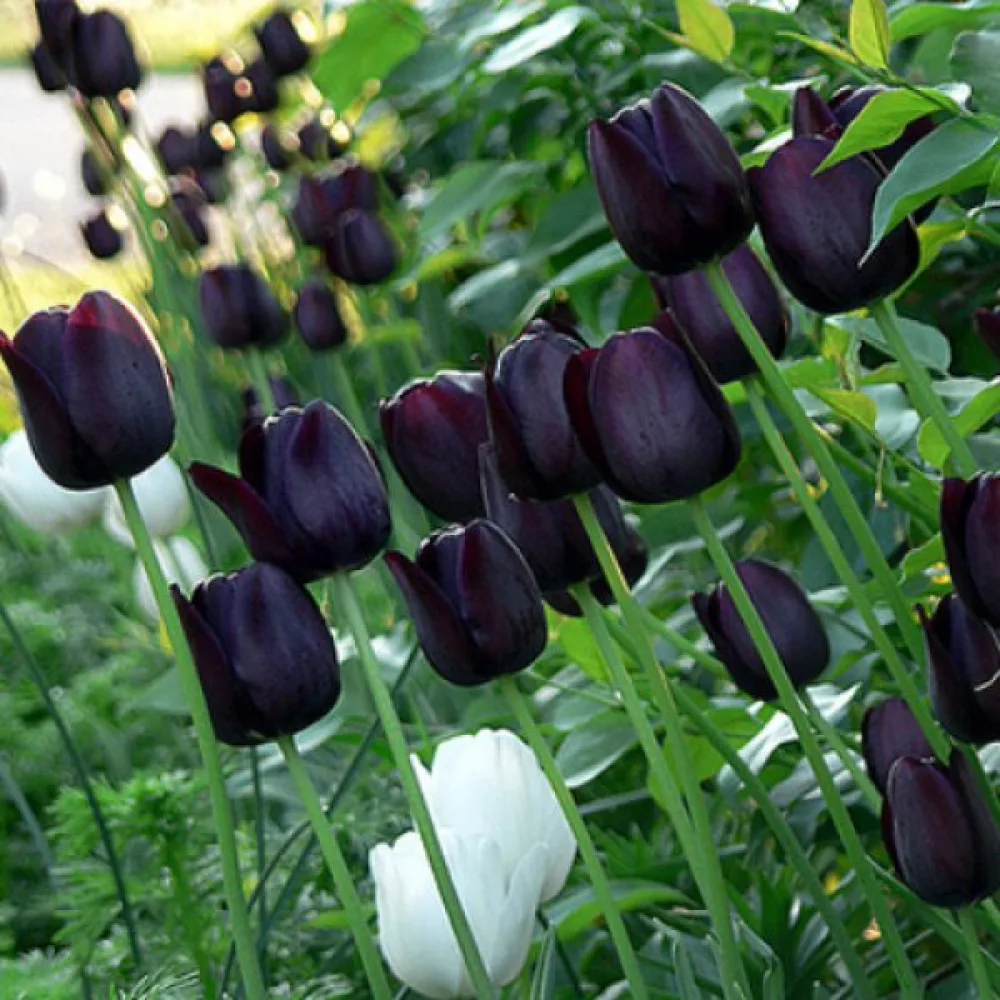 Tulipan Queen of Night (purpurowy)