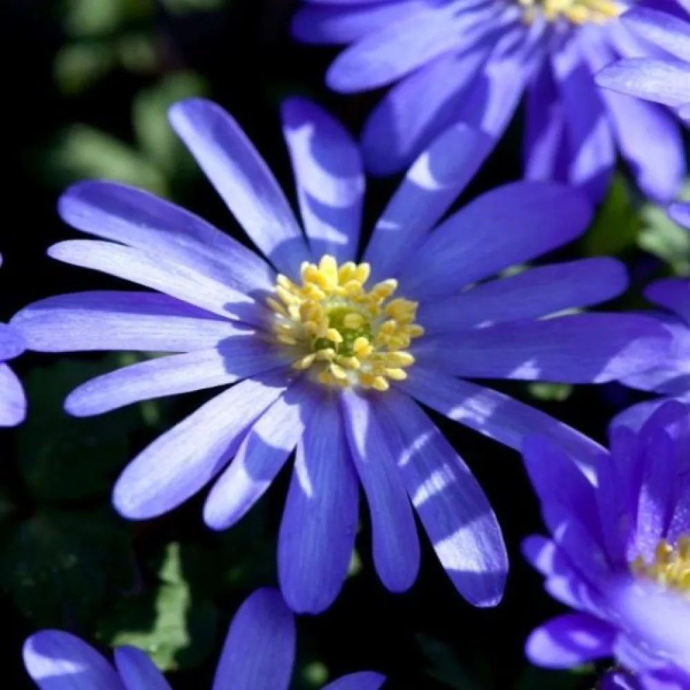 Zawilec Blue shades blanda (niebieski)